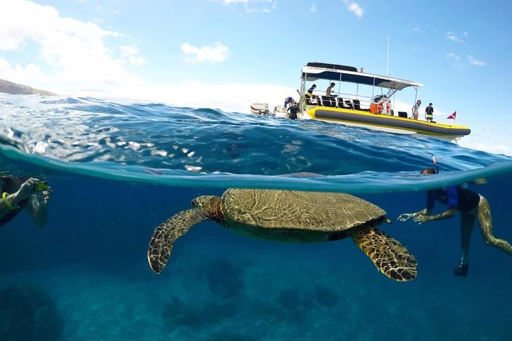 Snorkeling with turtles!